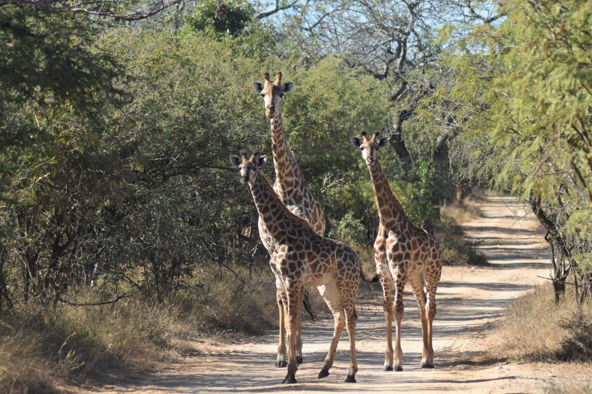 The Baobab Bush Lodge And Villa Hoedspruit Extérieur photo