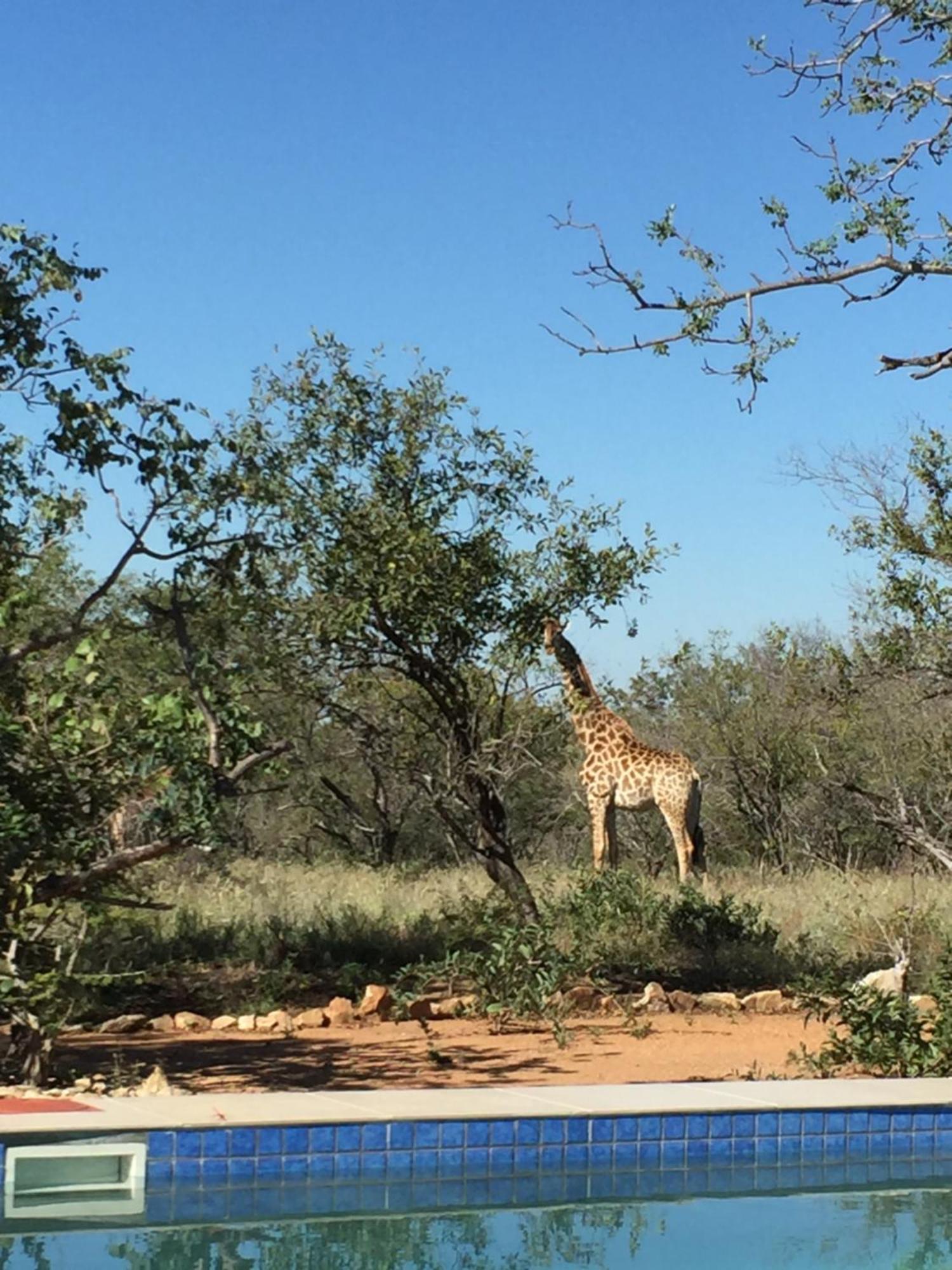 The Baobab Bush Lodge And Villa Hoedspruit Extérieur photo