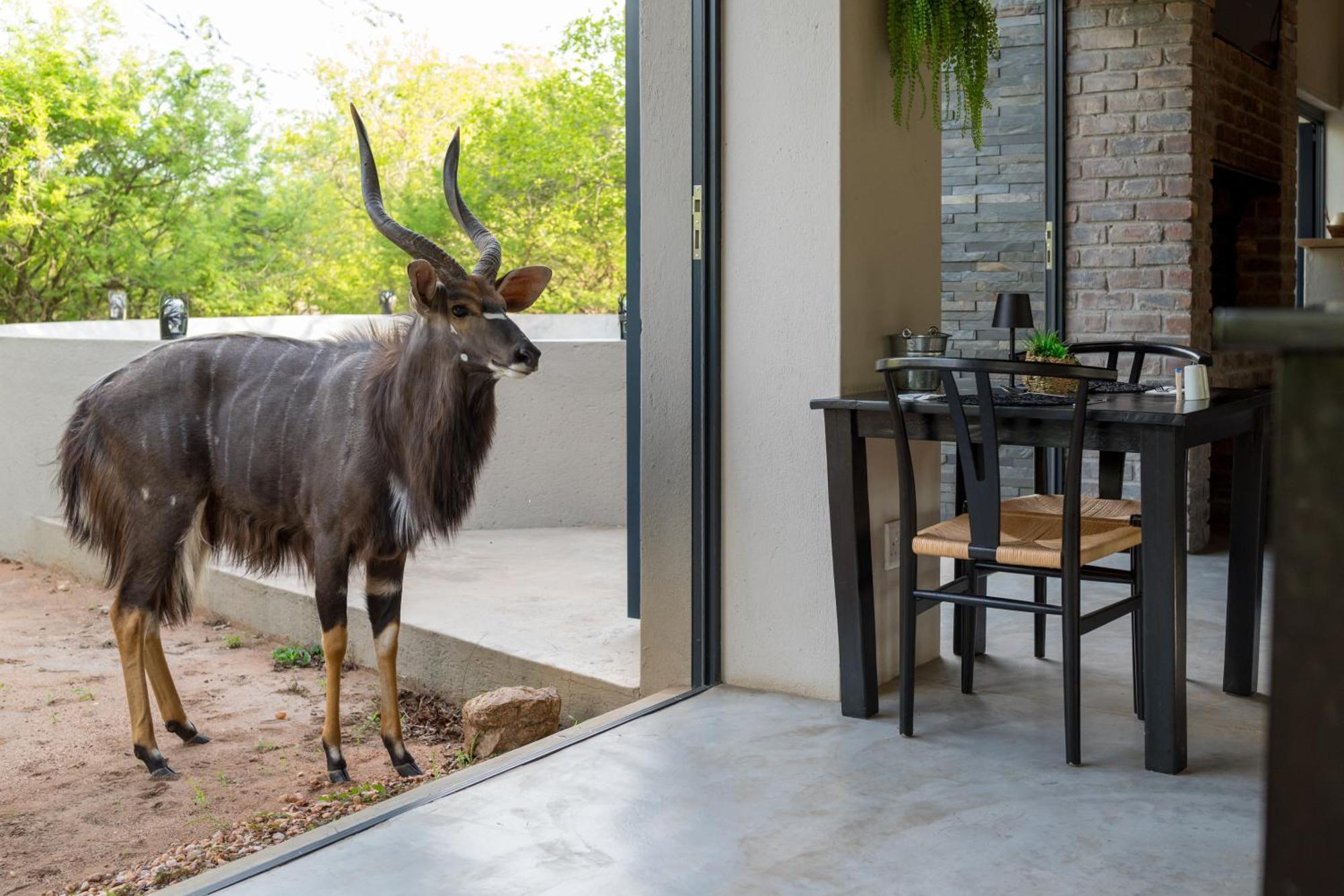 The Baobab Bush Lodge And Villa Hoedspruit Extérieur photo